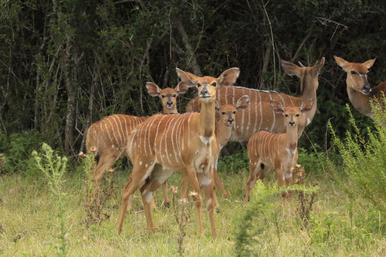 Horseshoe Game Reserve East London Exterior photo